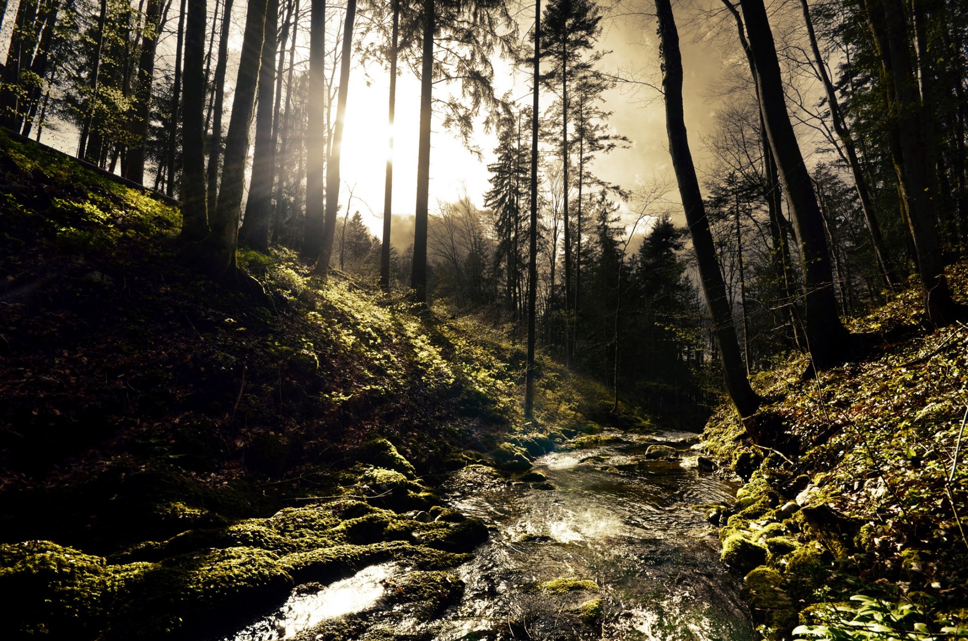 colinas bosque árboles río río arroyo soleado rayos del sol piedras musgo