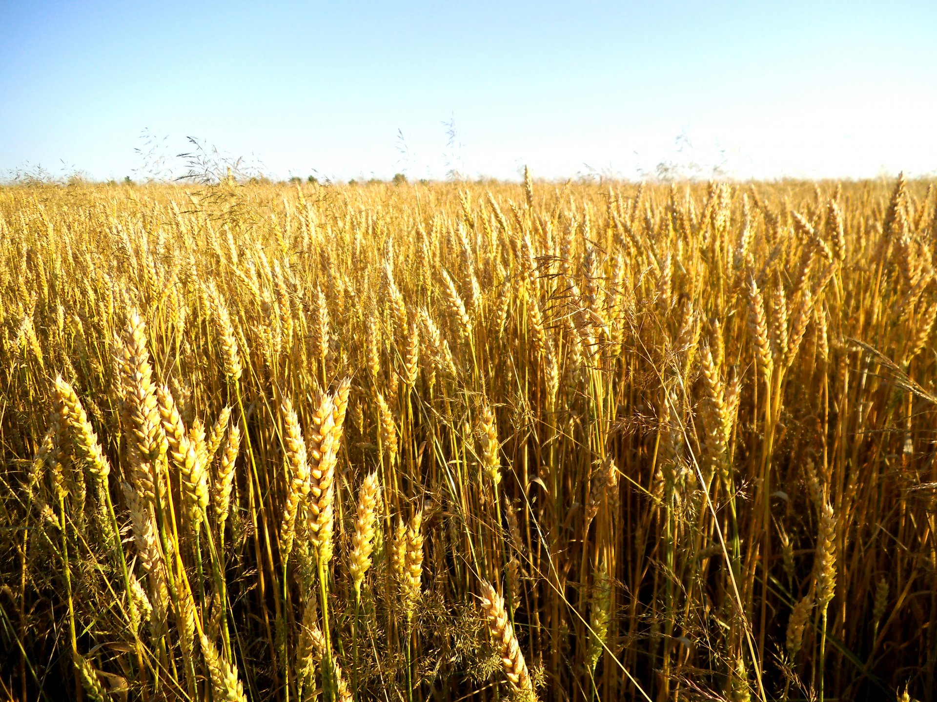 grano spighette grano cereali natura piante campo cielo sole