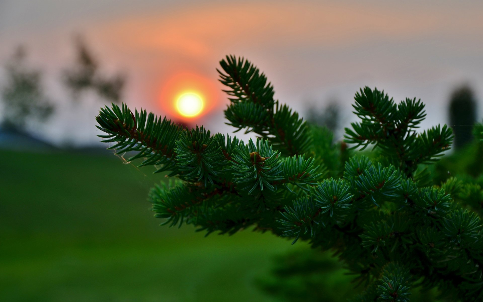 coucher de soleil gros plan sapin conifères aiguilles aiguilles flou