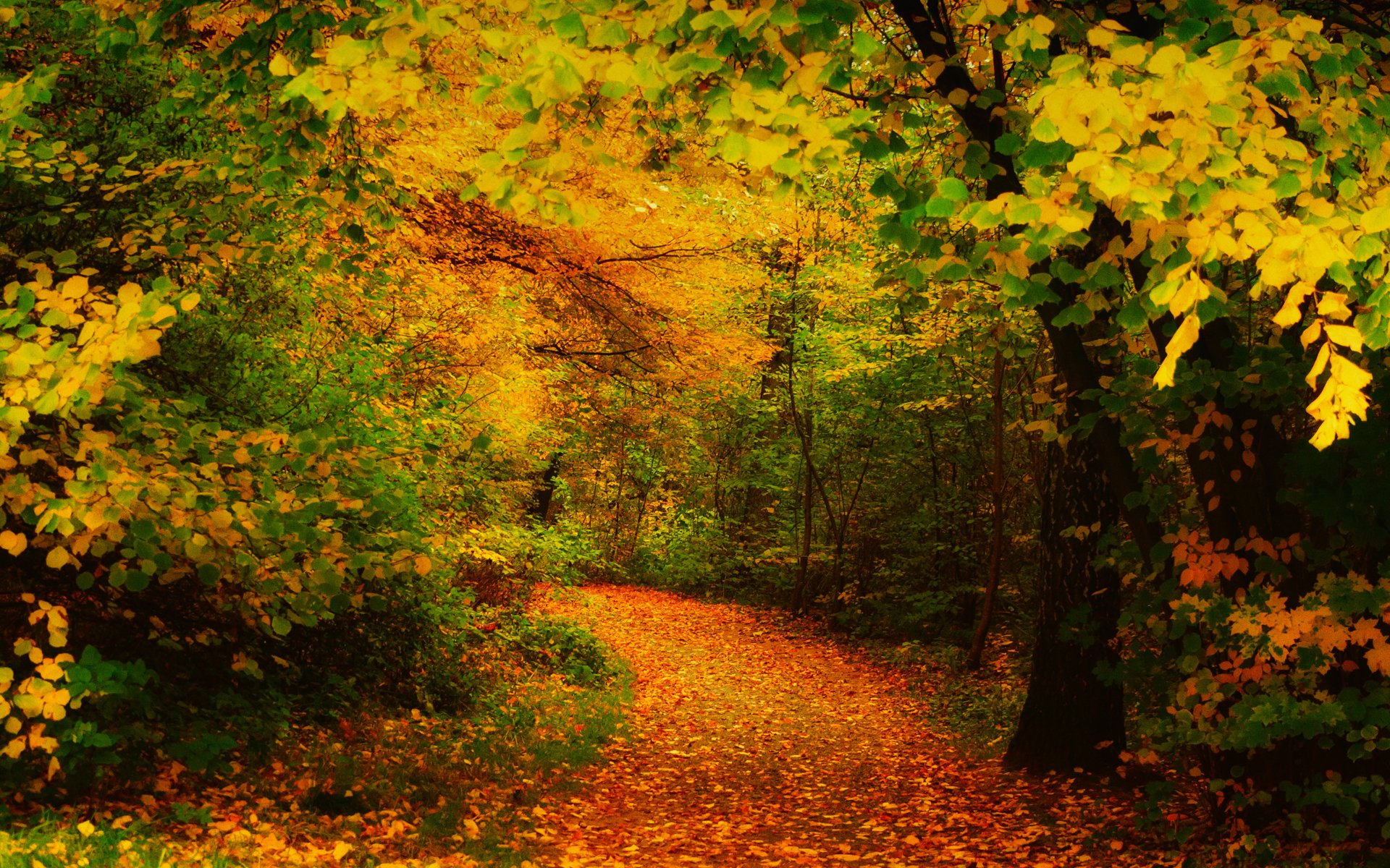 otoño árboles hojas amarillo camino