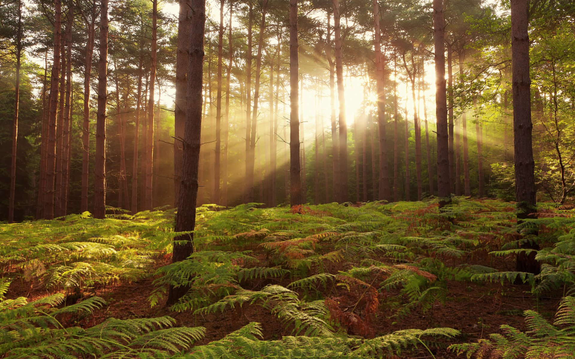 foresta natura regno unito broxbourne woods