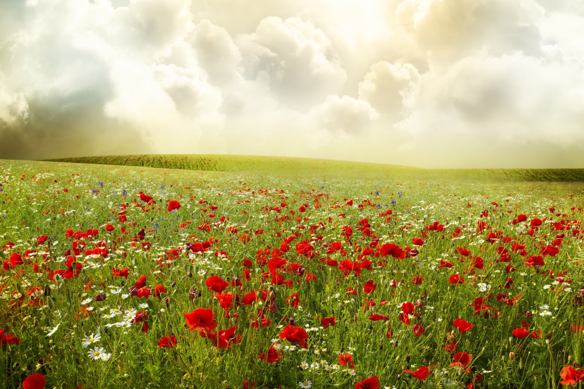 champ coquelicots rouges marguerites plantes fleurs ciel nuages