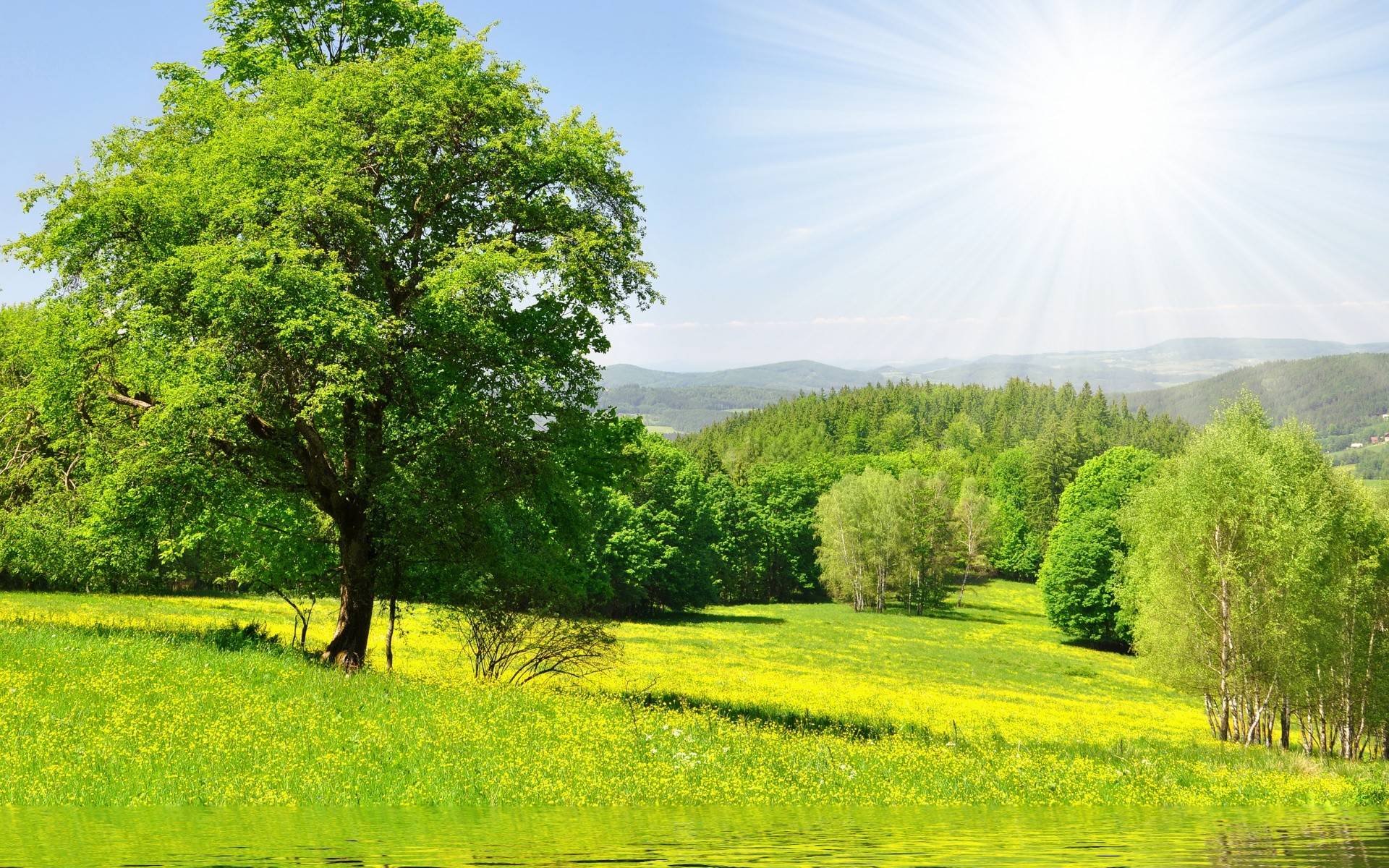 nature forest tree sun green meadow grass water flower