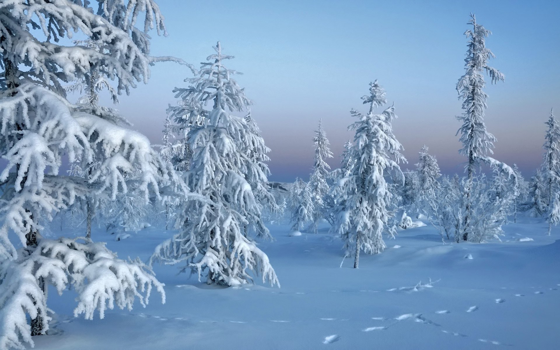 hiver neige forêt nature hiver arbres dans la neige