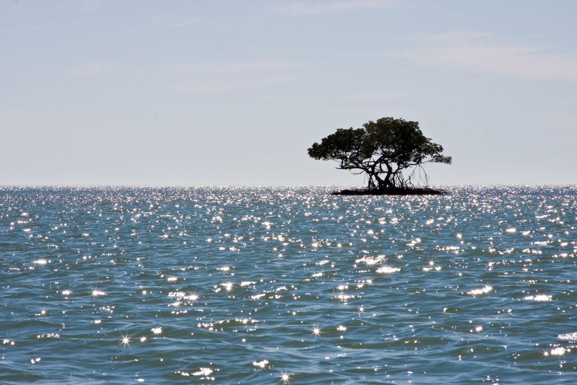 mer île mangrove