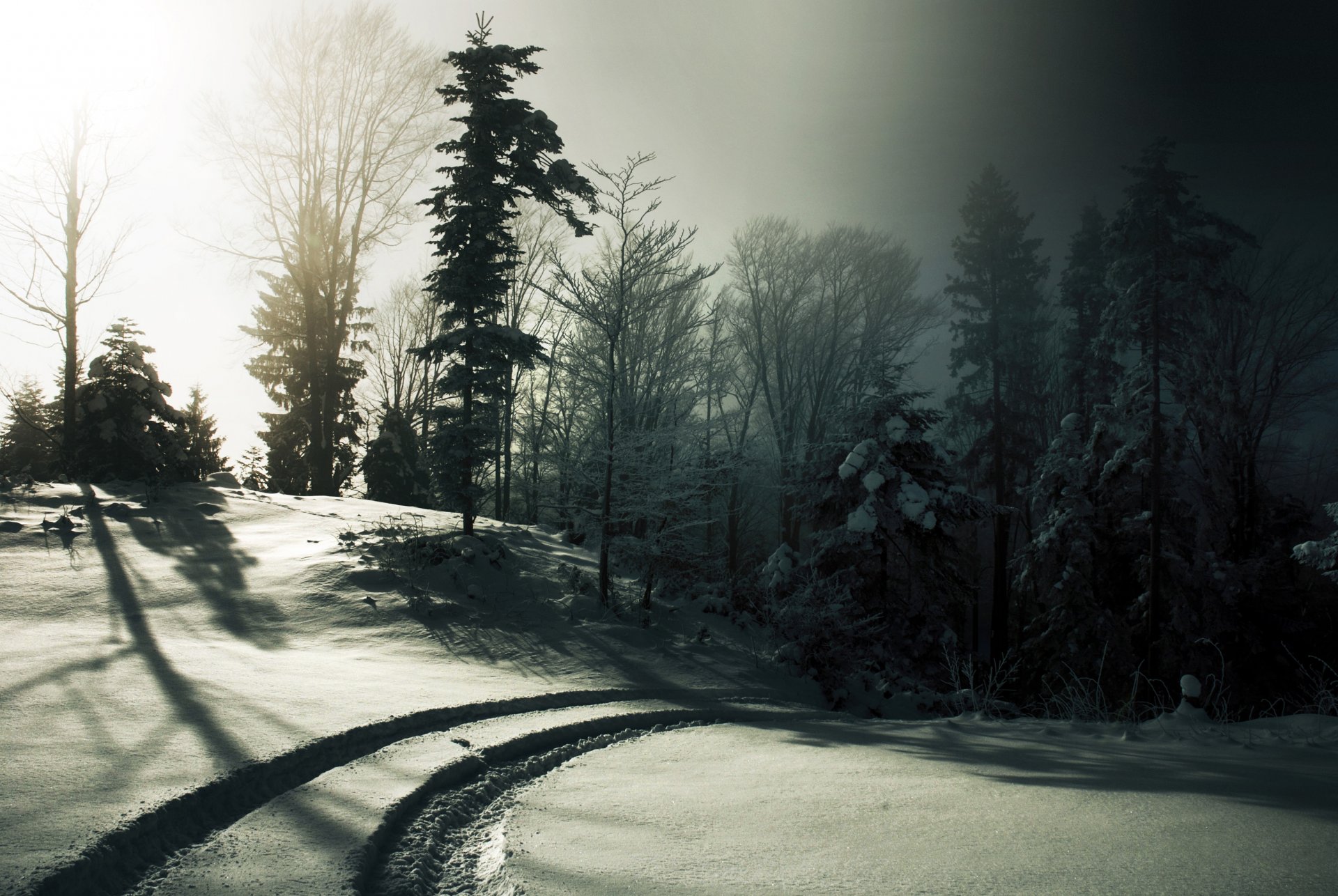 winter schnee spuren bäume sonne nebel schwarz und weiß