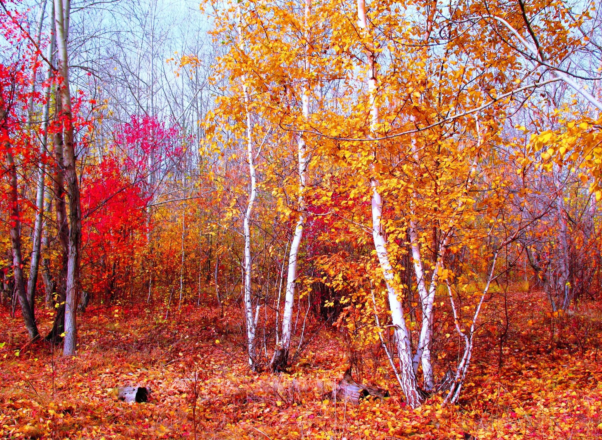 natur landschaft purpurrot gold rot herbst wald