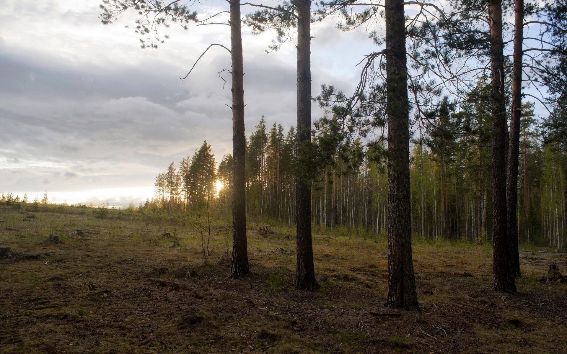 puesta de sol bosque naturaleza paisaje