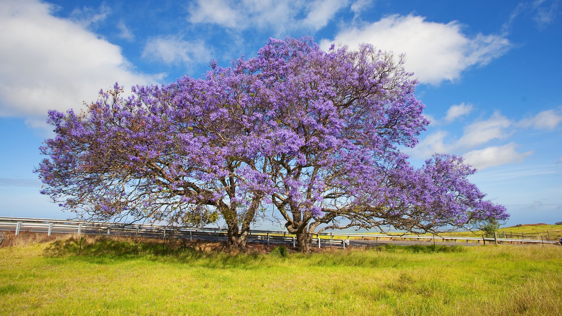 hawaii maui tree jacaranda grass sky cloud