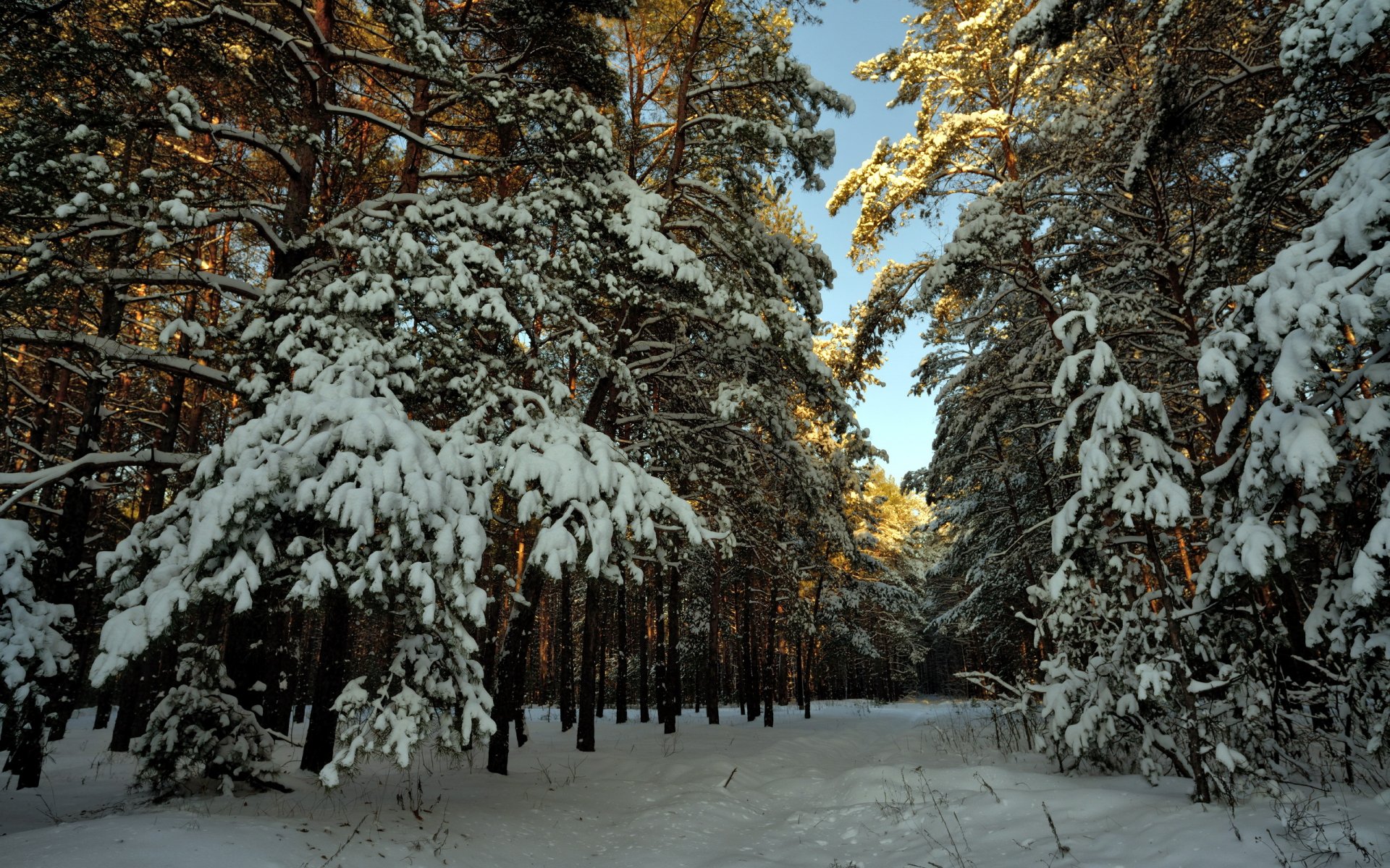 schnee winter wald landschaft