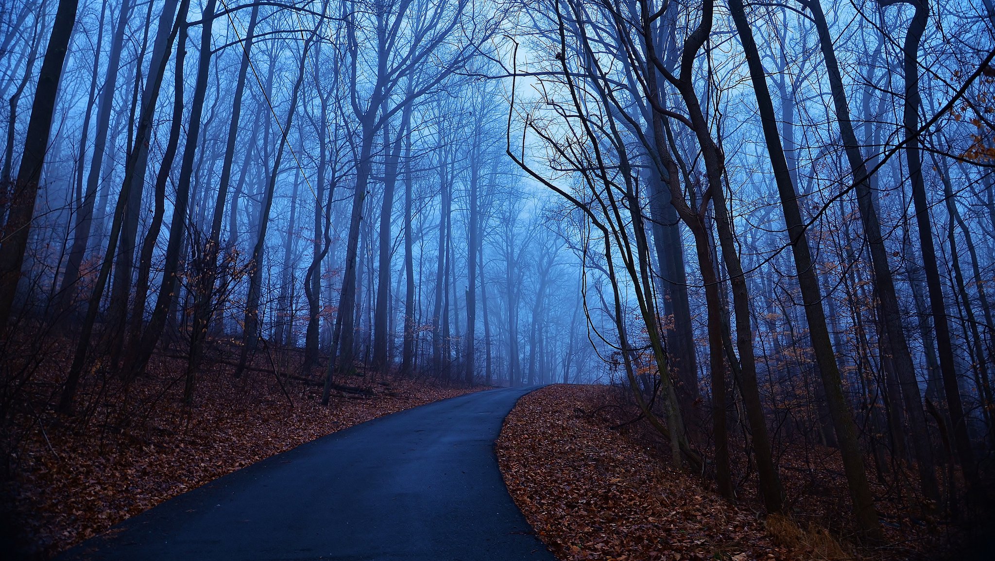 forêt arbres matin aube bleu brouillard automne feuilles route