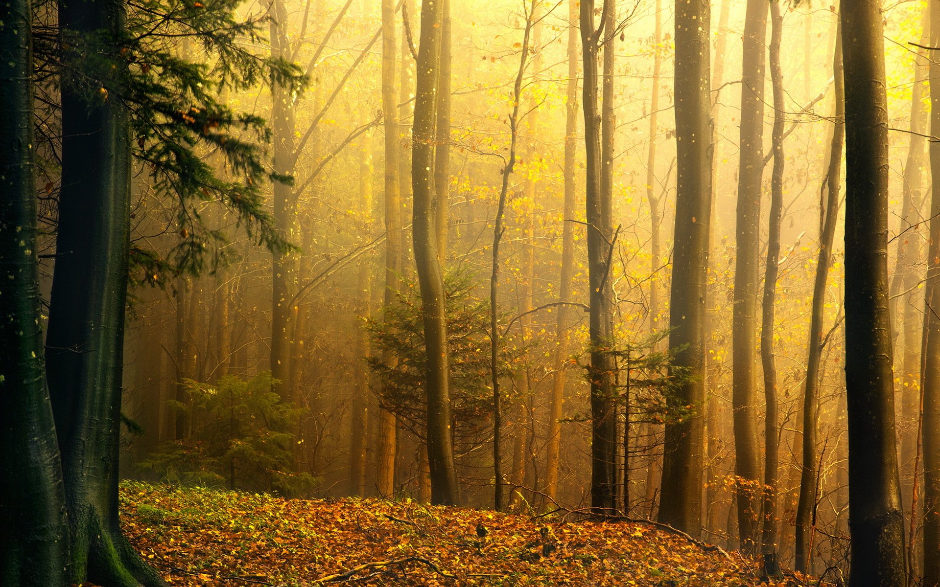 forest autumn nature