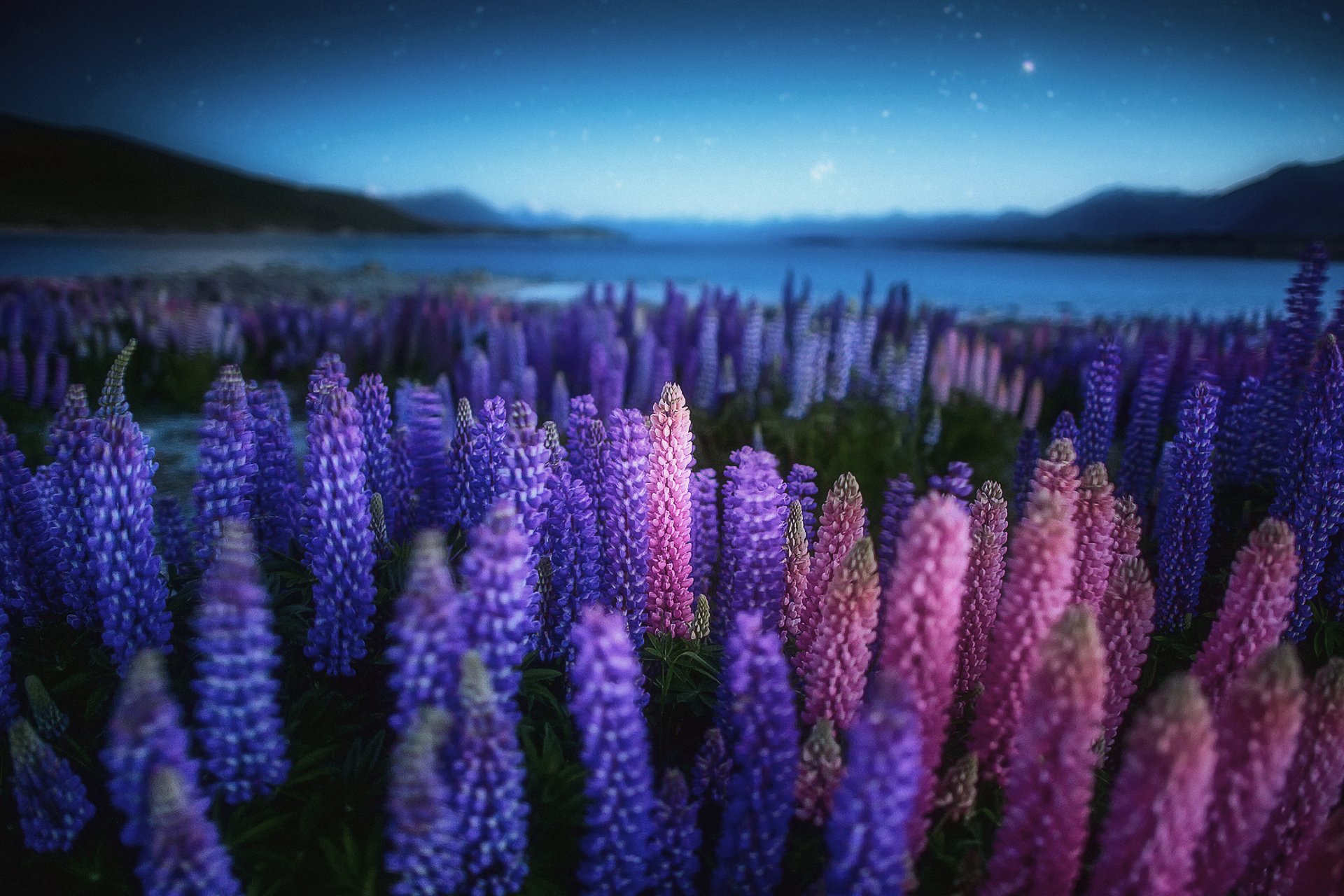 nature nouvelle-zélande lac nuit soirée fleurs lupins champ