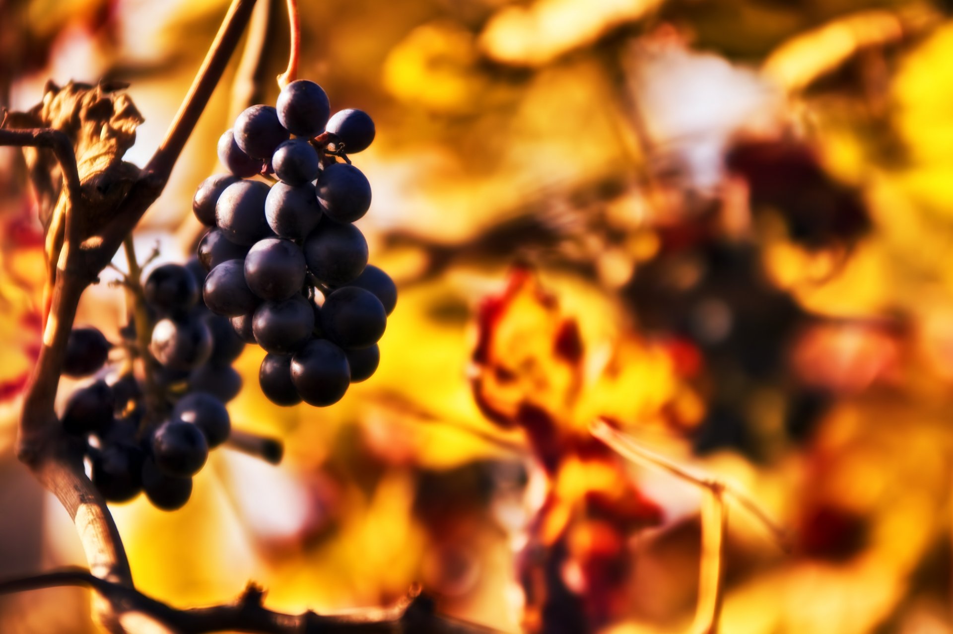 grapes clusters branch autumn blur bokeh