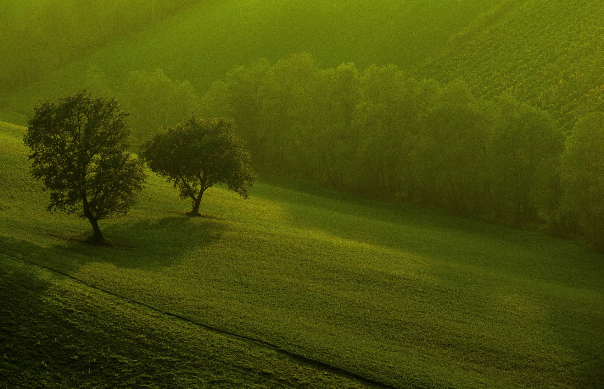 natura campi alberi mattina verde