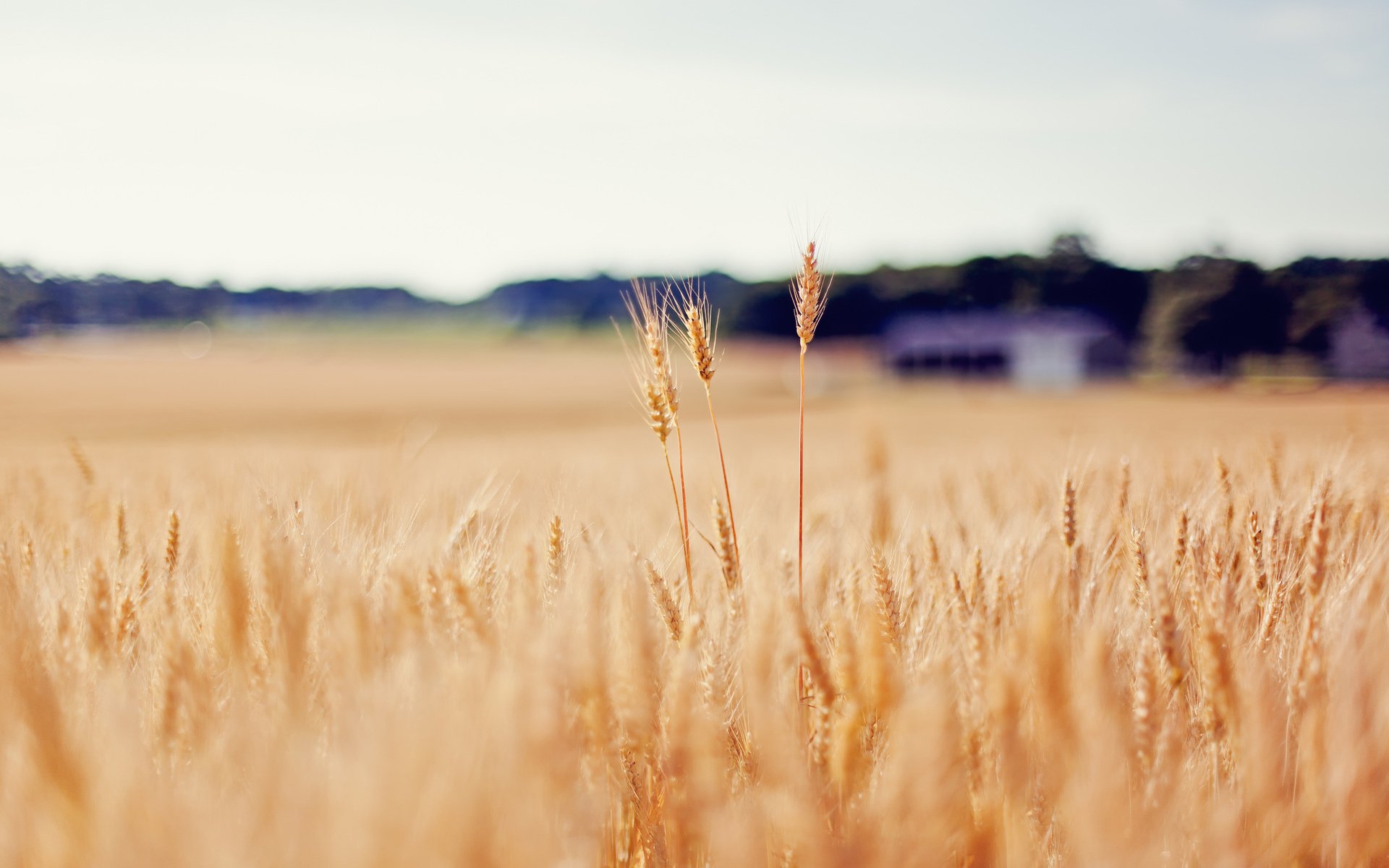 pikes wheat gold the field blur