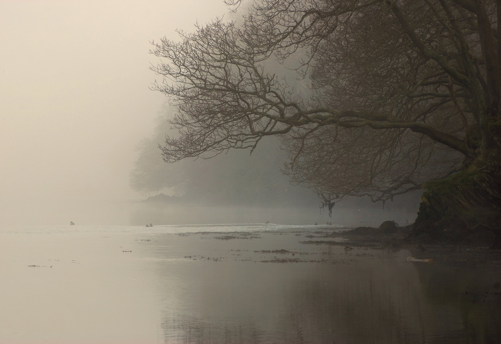 brouillard rivière arbre branches rivage