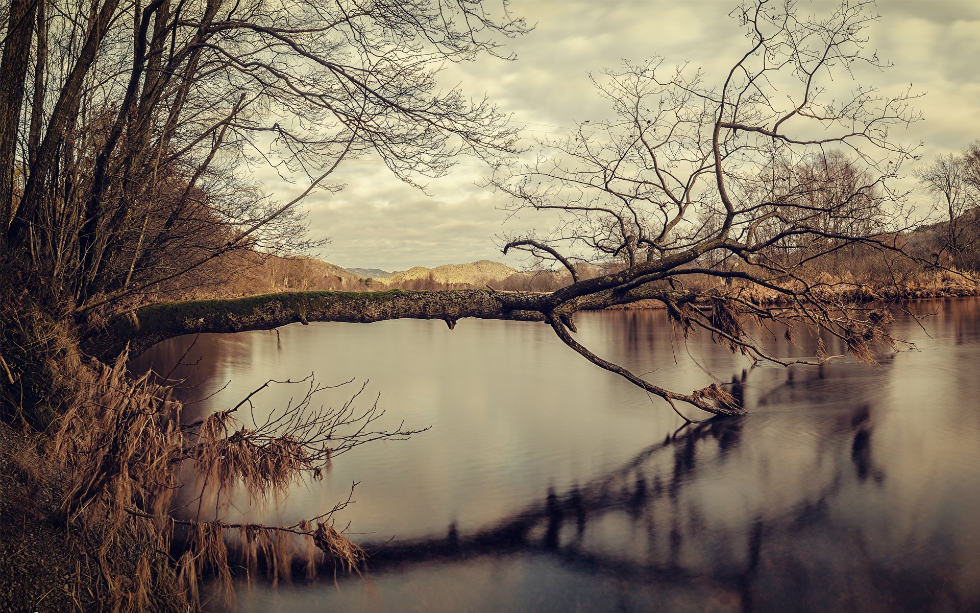 lago albero autunno riflessione muschio