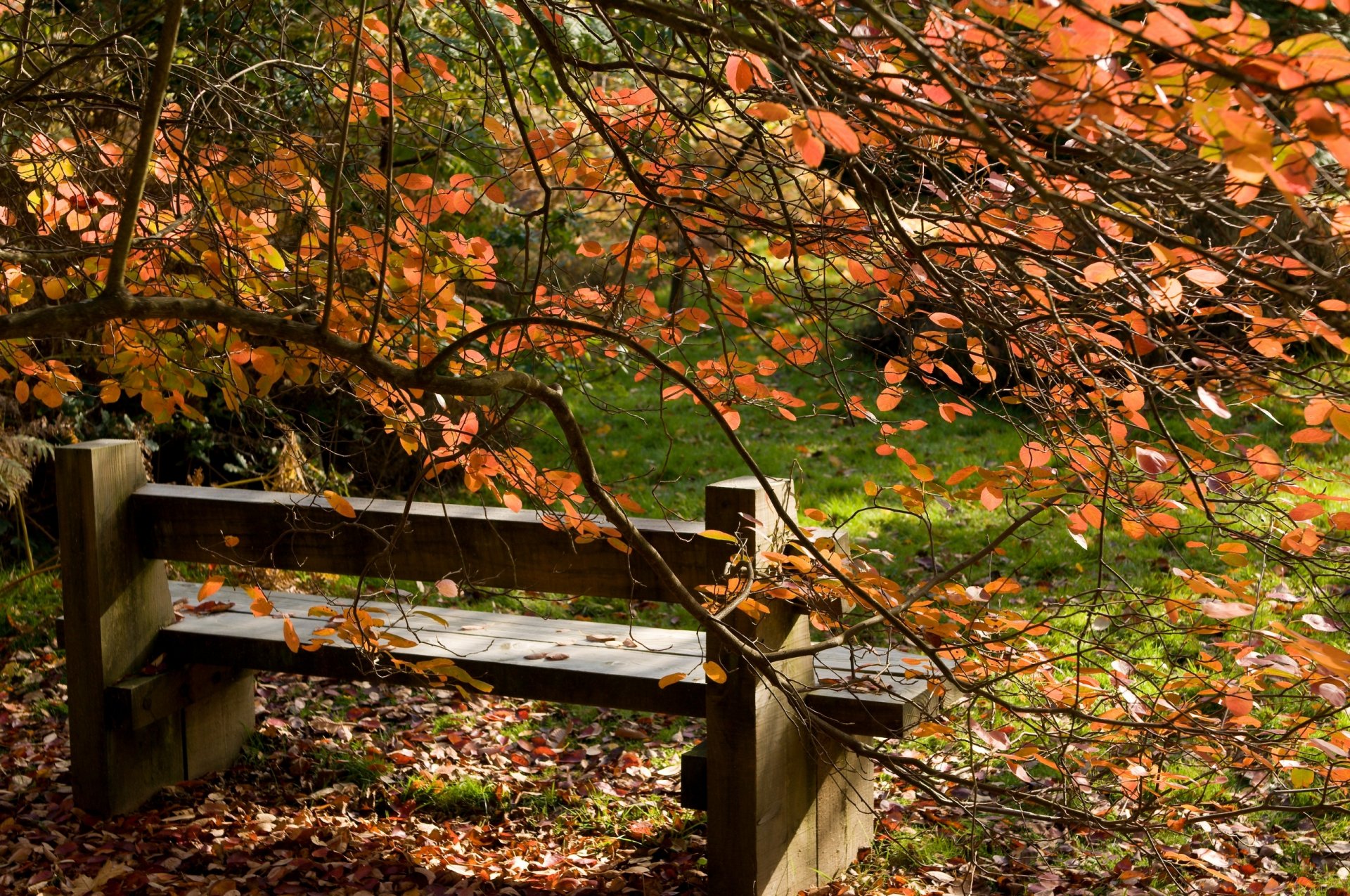 natur landschaft herbst blätter bank baum bäume