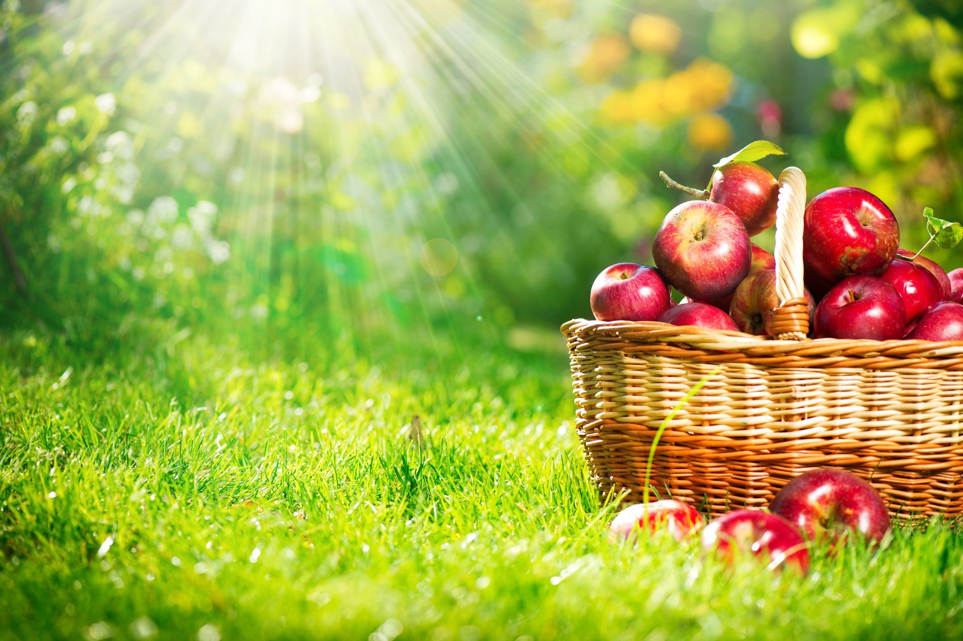 apples shopping fruits red grass light rays nature autumn