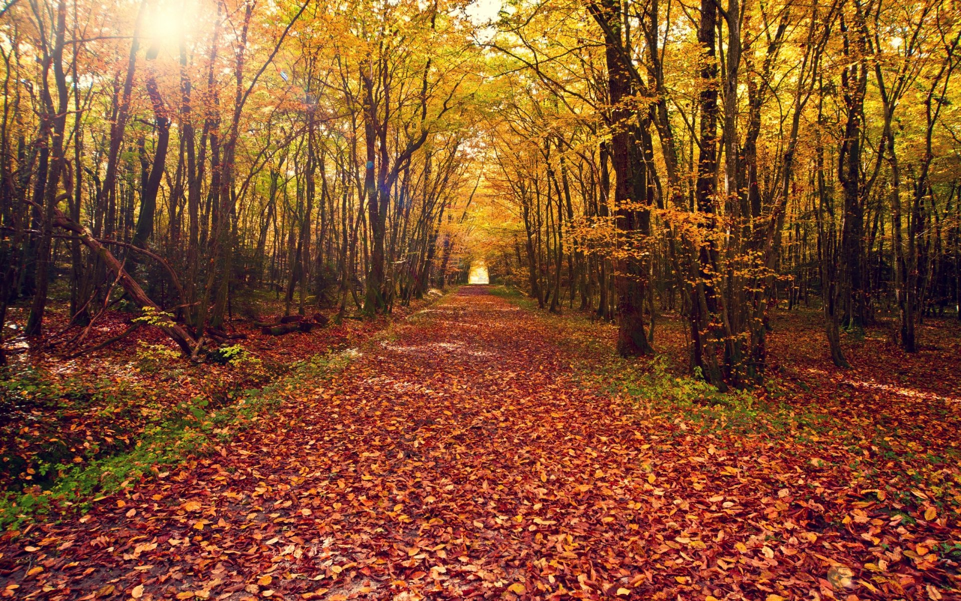 natura paesaggio autunno foglie albero alberi foresta strada