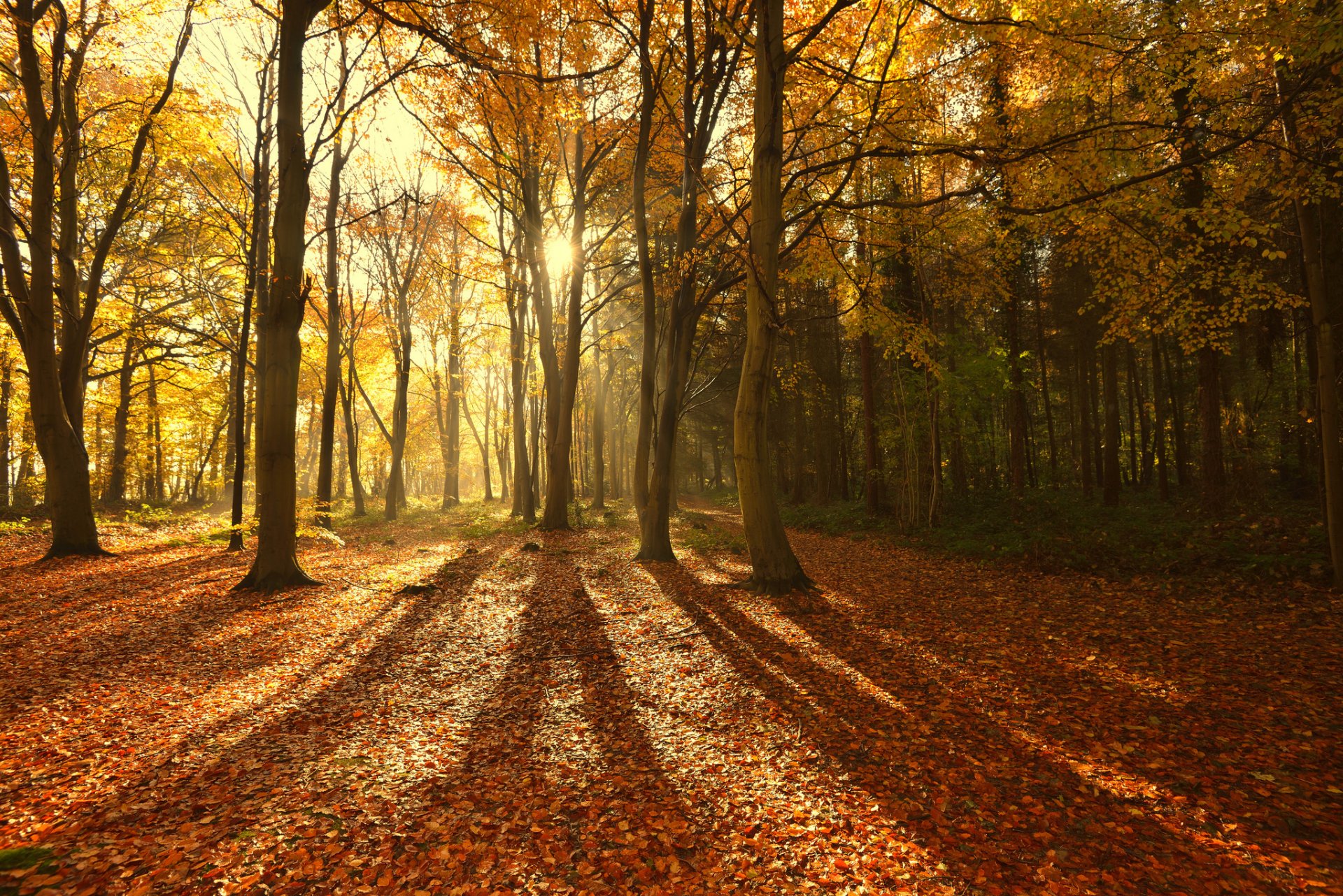 natura autunno foresta alberi sole raggi luce ombra fogliame