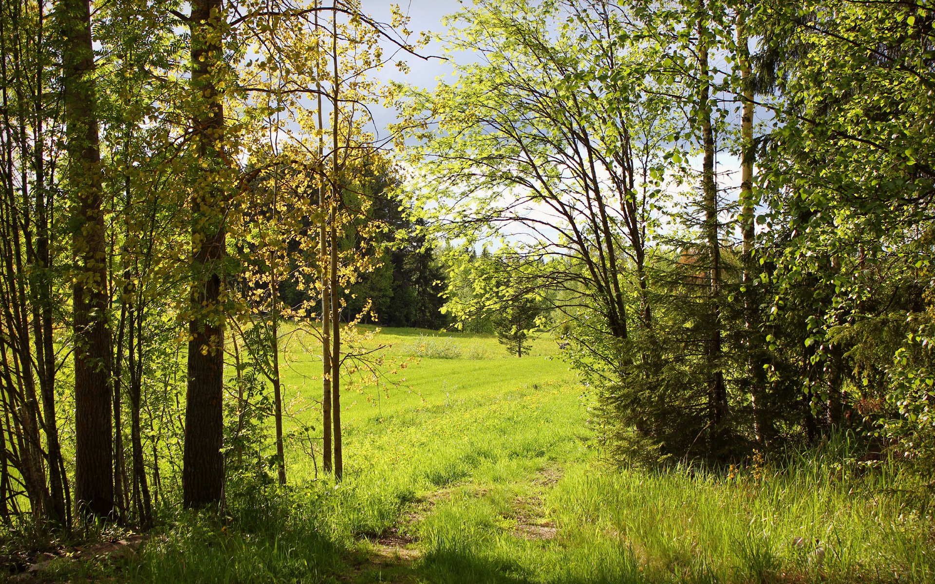 nature summer forest tree green solar path