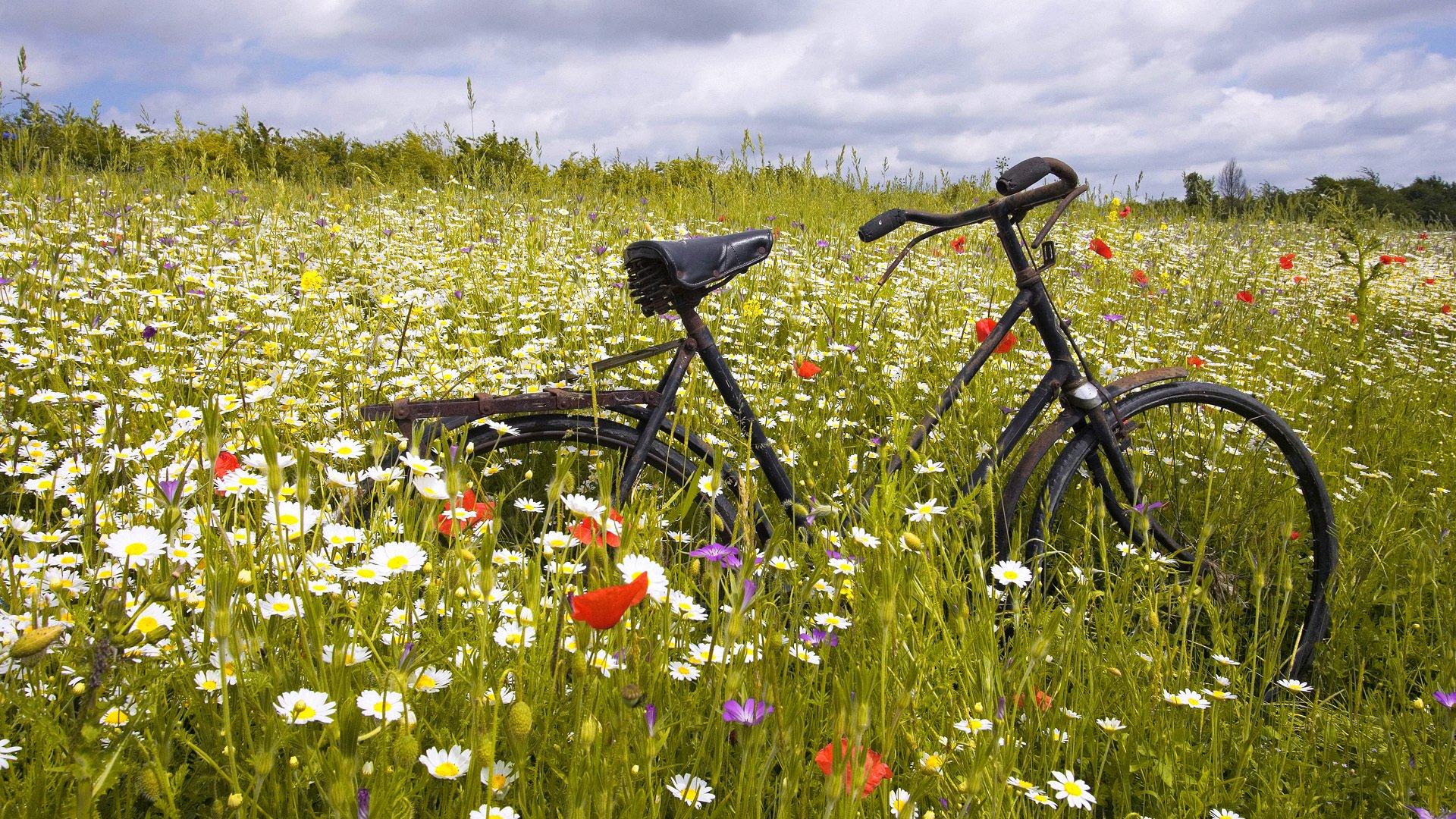 hierba oxidado bicicleta campo llano flores margaritas amapolas horizonte cielo nubes