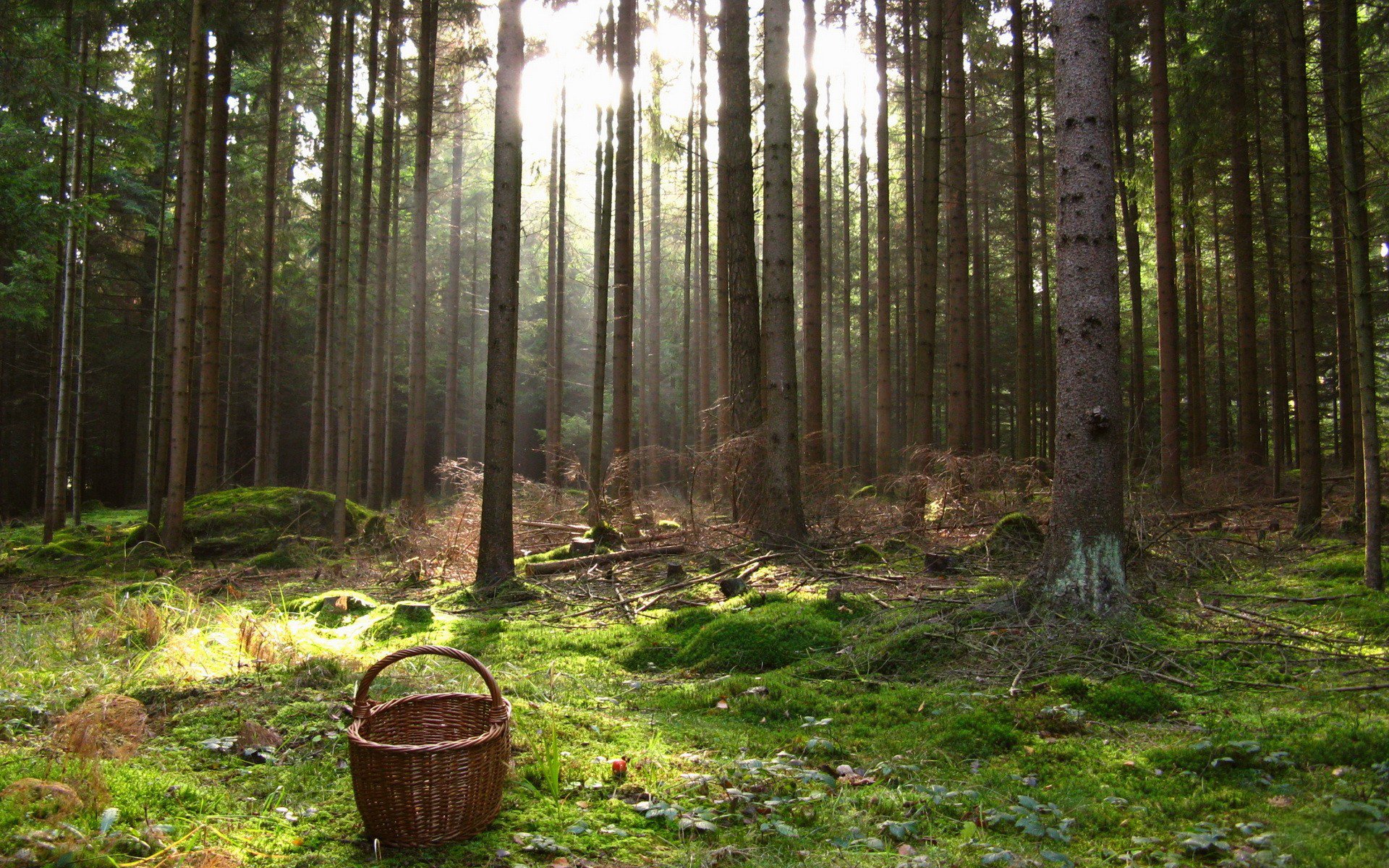 forêt arbres troncs panier panier chanvre mousse lumière rayons