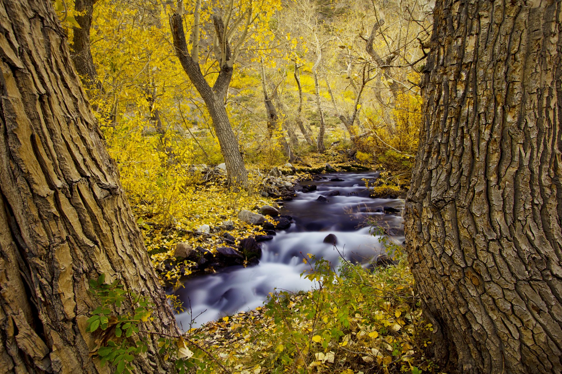 naturaleza árboles otoño río bosque