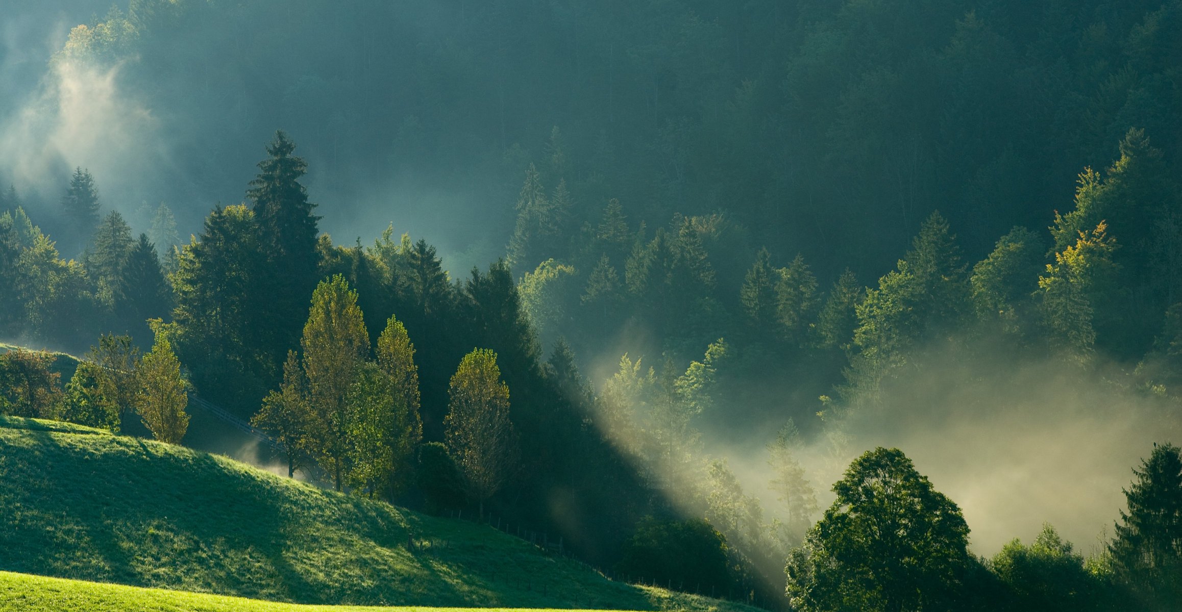 matin brouillard montagnes forêt nature