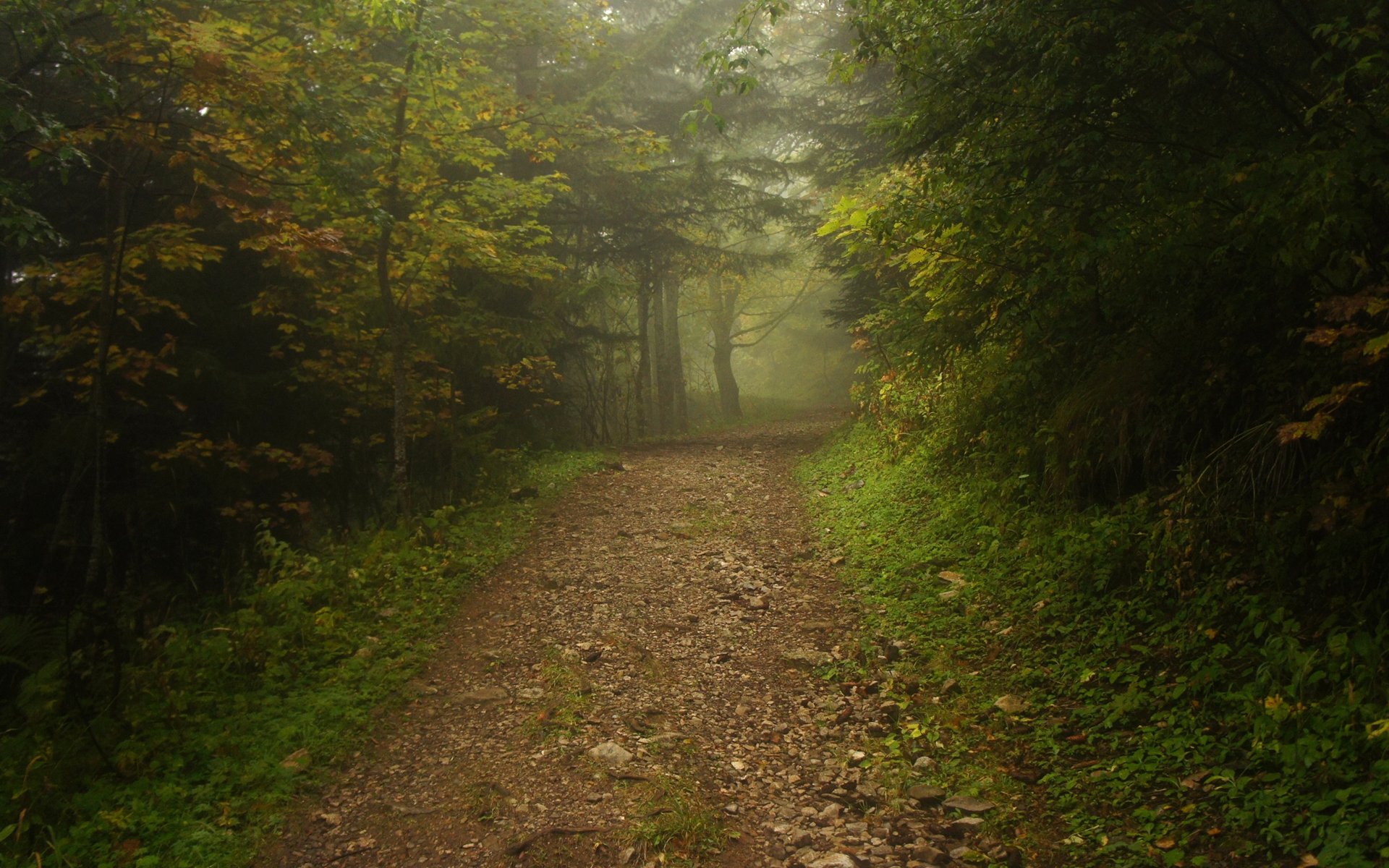 forest fog track road path