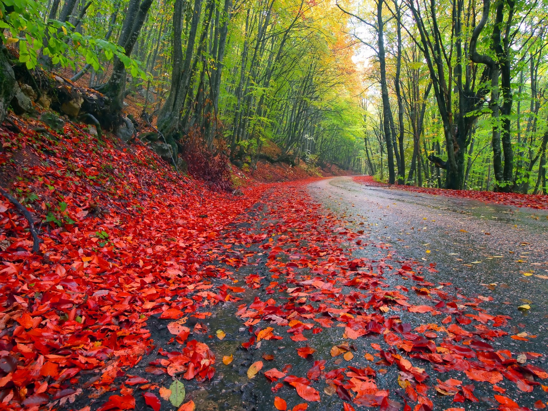 nature paysage ciel route arbres forêt feuilles automne