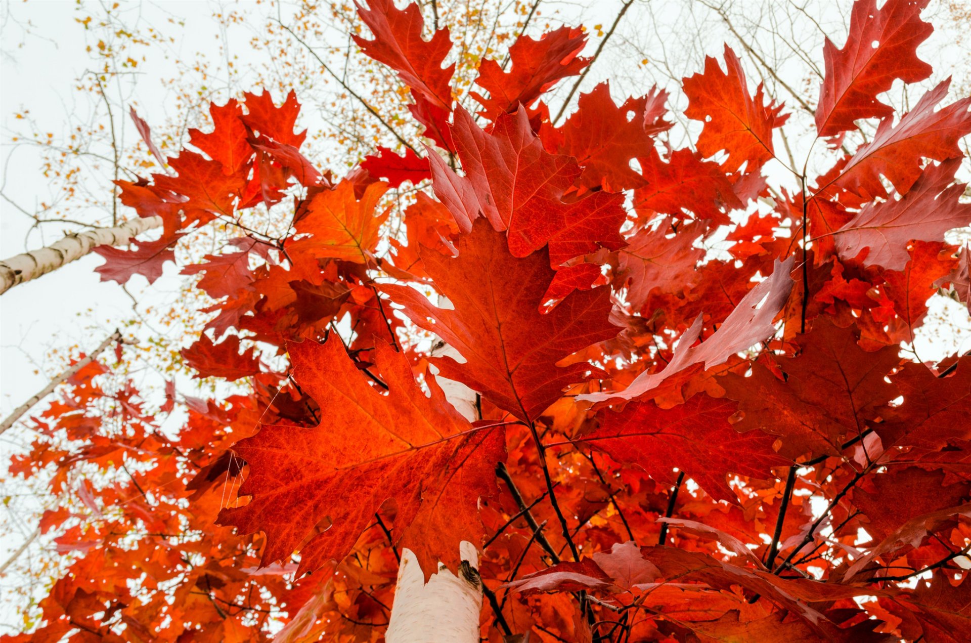 foresta alberi rami foglie fogliame dorato autunno