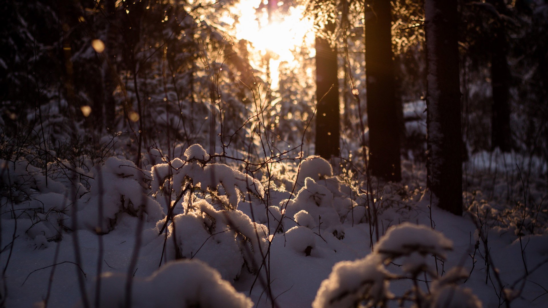 foresta inverno neve dereya sole