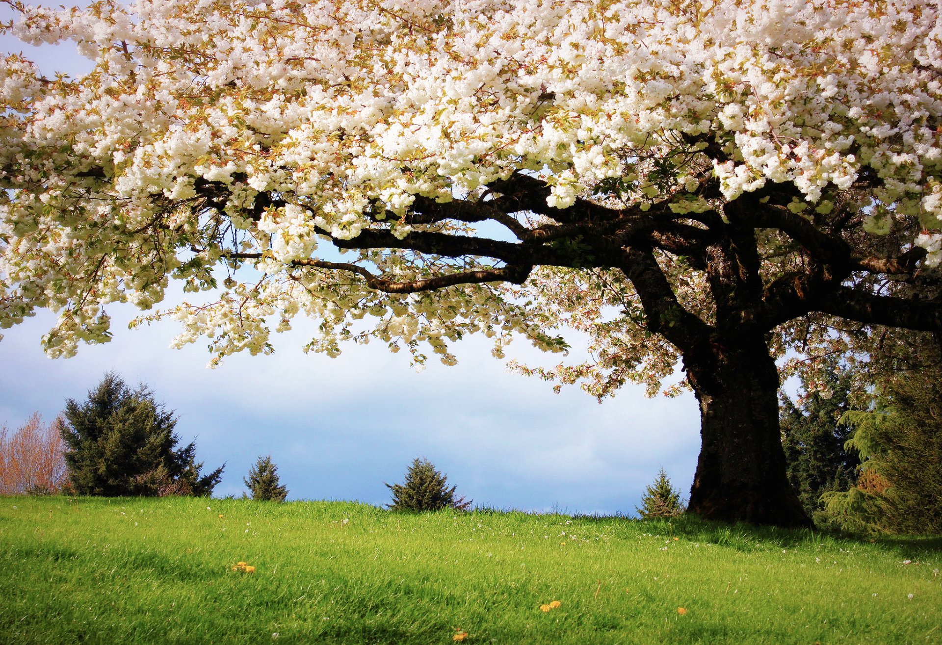 nature spring tree cherry flowers gra