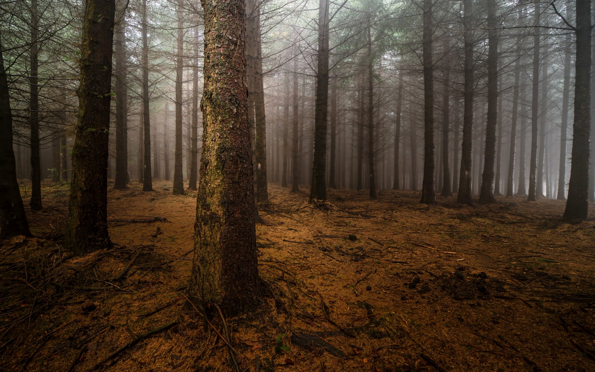 bosque niebla pinos troncos noche