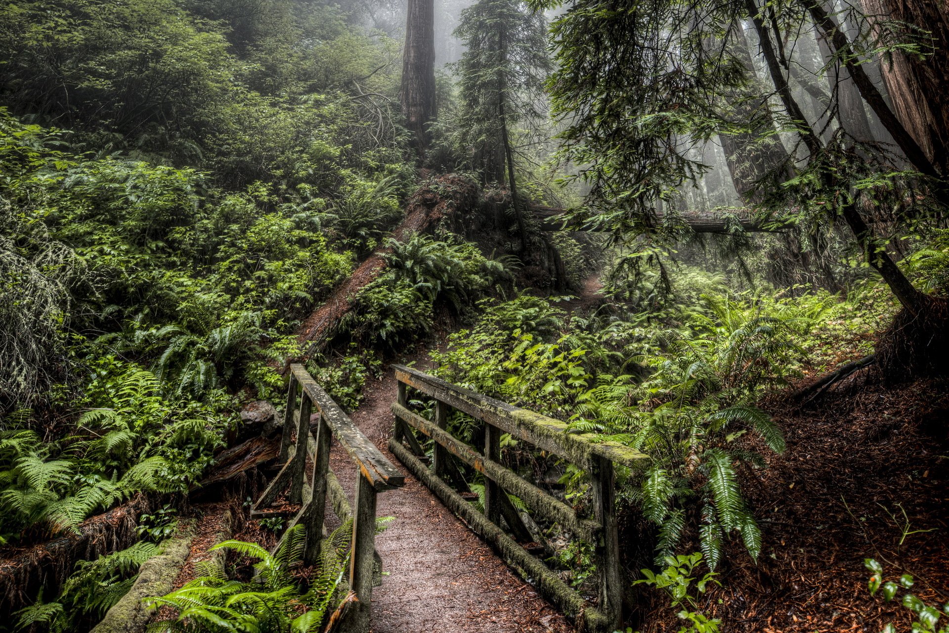 forest road bridge nature