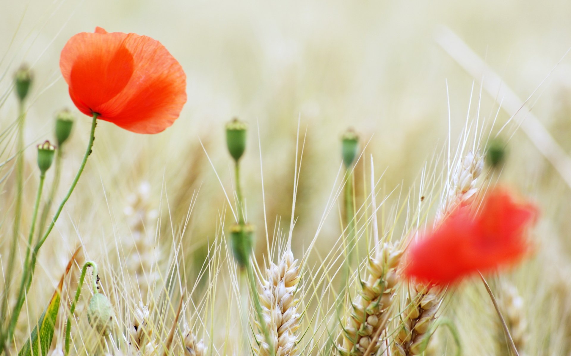 amapolas verano campo