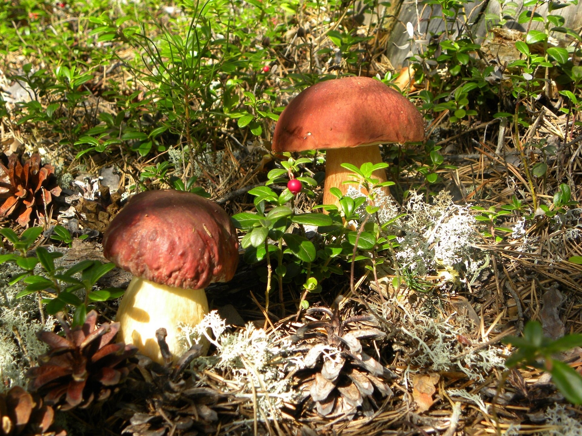 pilze steinpilz weißer pilz zapfen preiselbeeren