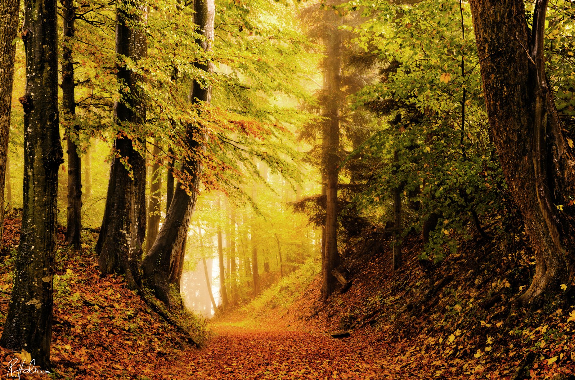 nature forêt automne luminosité feuillage