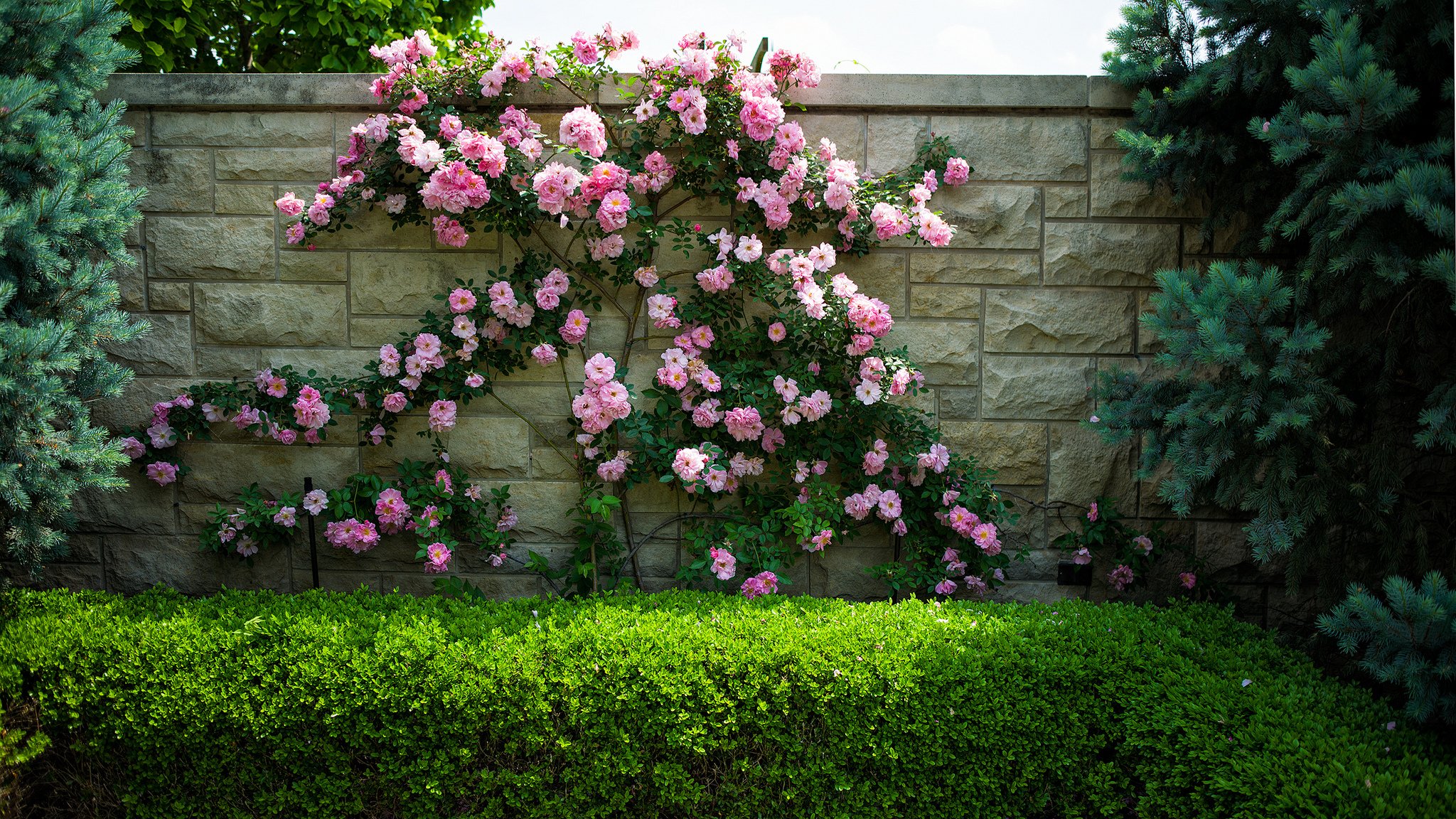 fiori rose cespugli parete