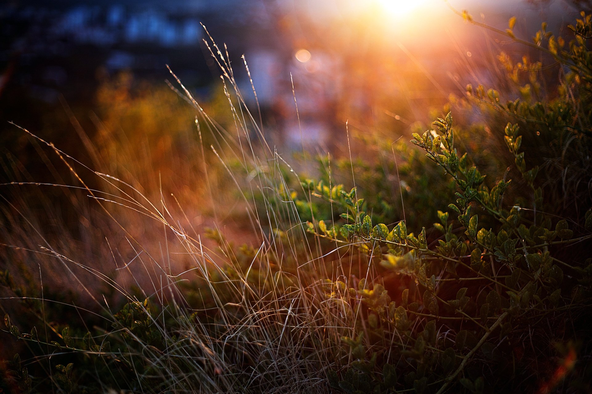 erba cespugli verde macro tramonto