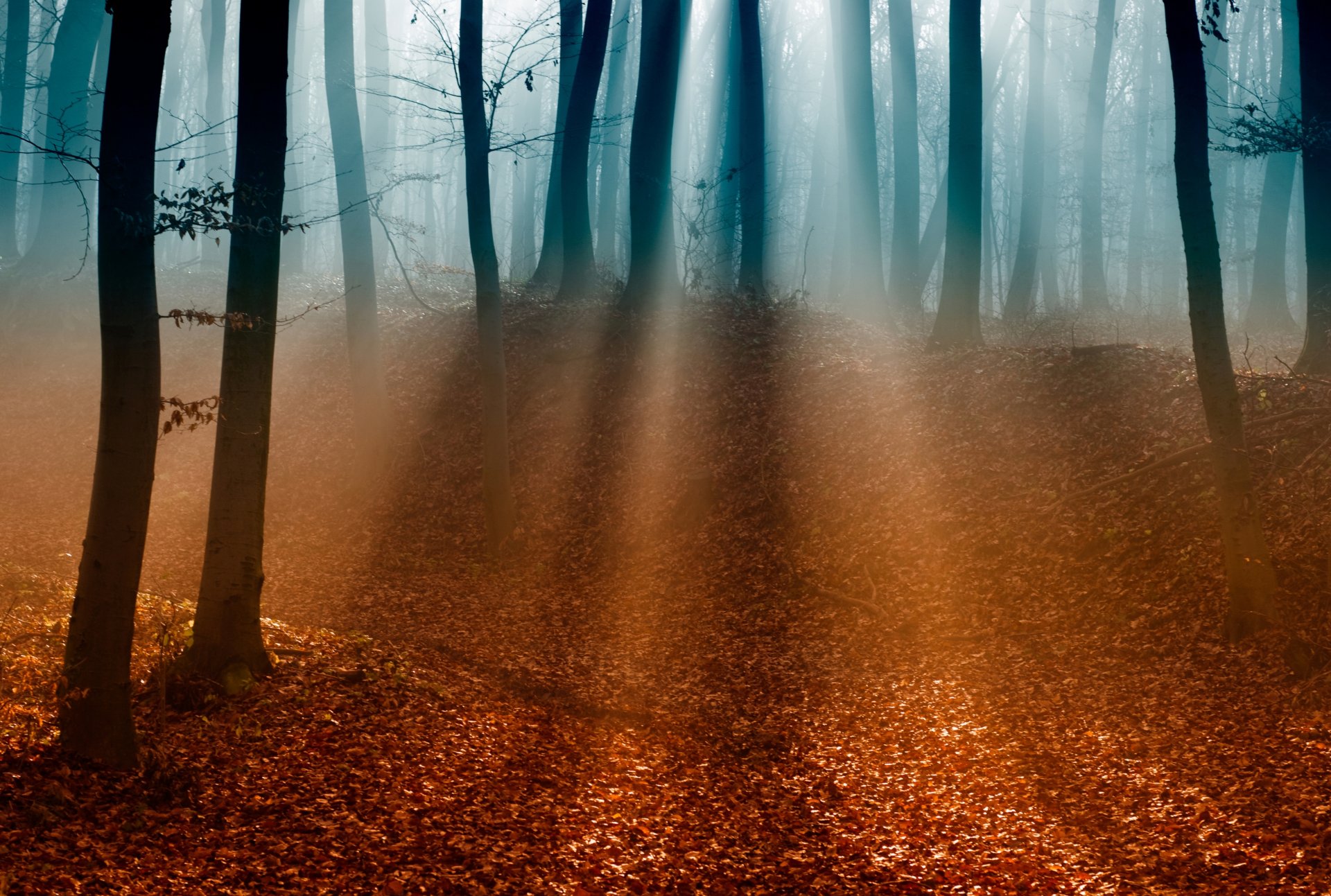 forêt arbres branches feuilles automne brouillard lumière