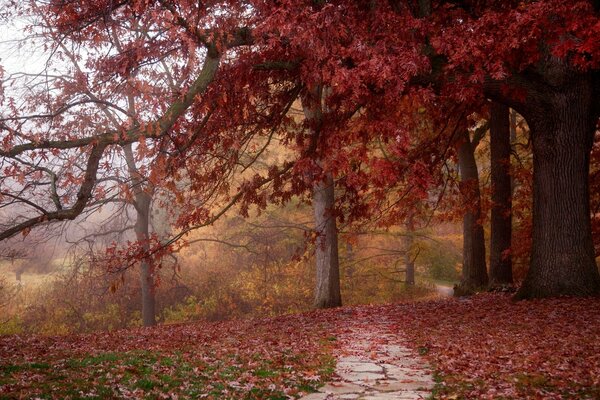 Parco. Alberi. Fogliame. Strada