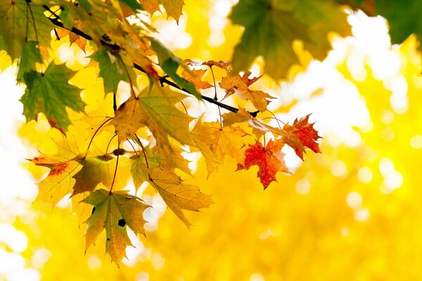 Gelbe Ahornblätter im Herbstpark