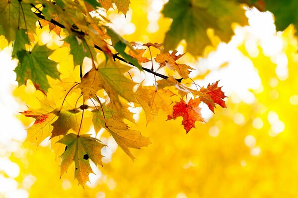 Hojas de arce amarillo en el parque de otoño