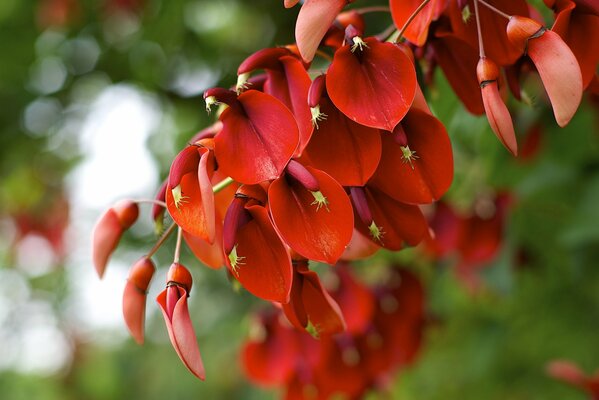 An unusual plant with a beautiful red bloom