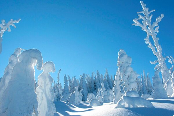 Carquois, arbres dans la neige