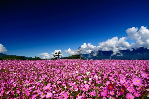 A field of pink cosmos on the background of mountains and clouds